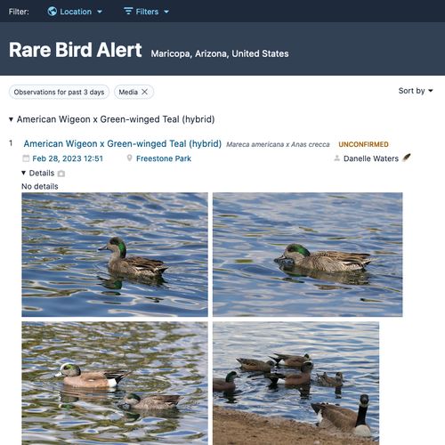 Rare Bird Alert screenshot