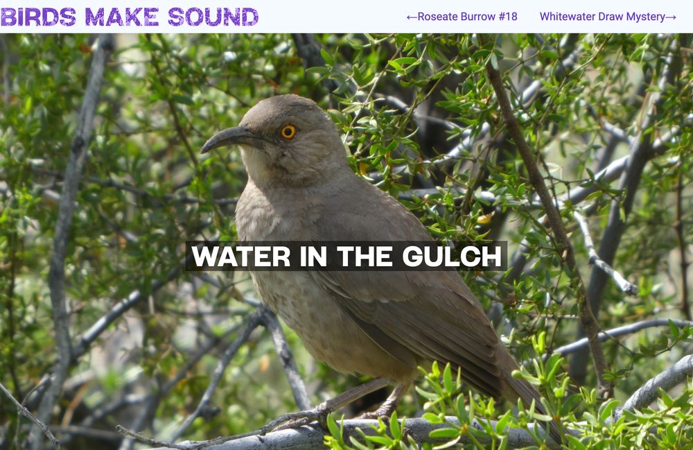 Birds Make Sound screenshot
